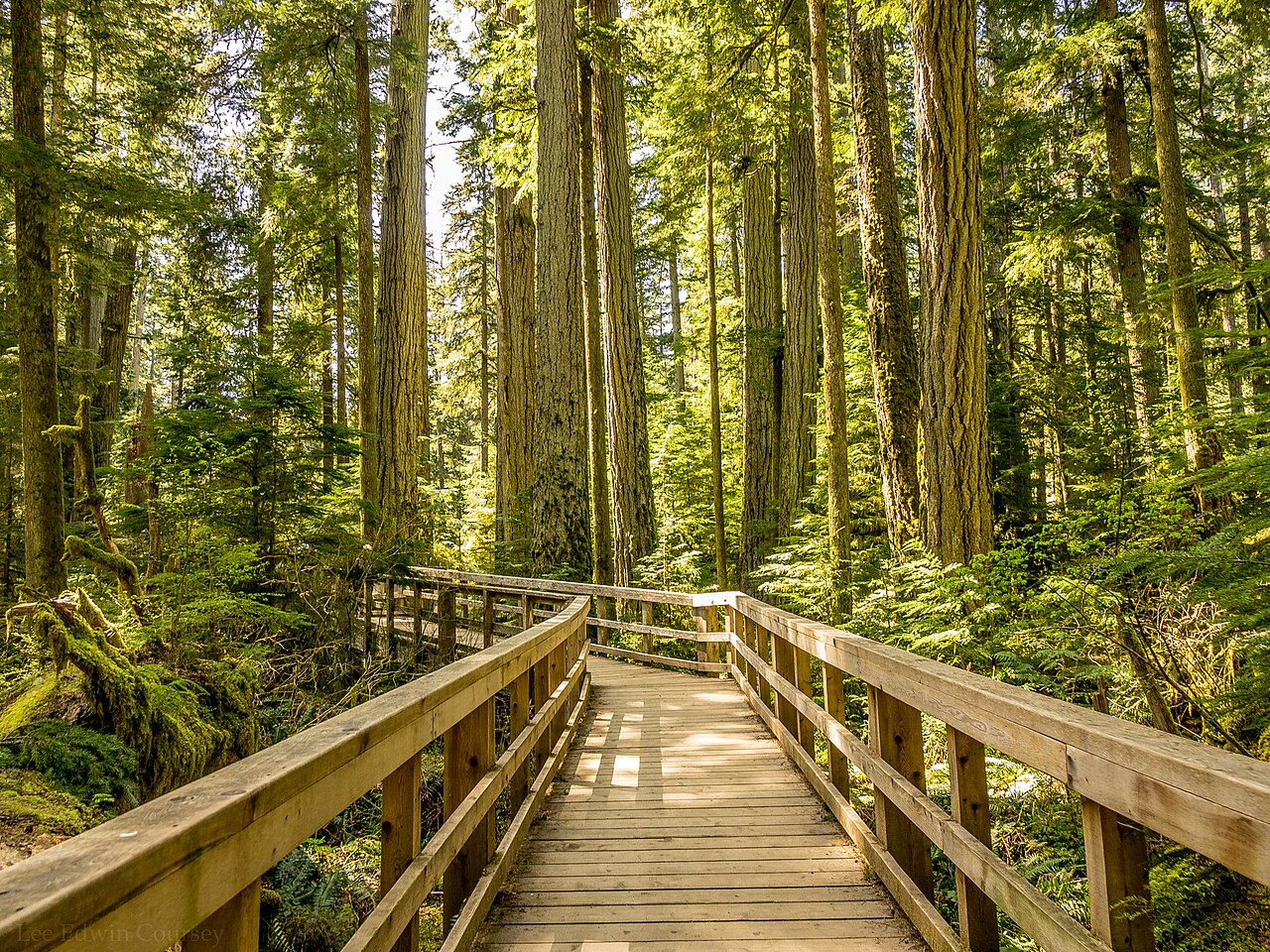 A boardwalk running into the old-growth forest at Cathedral Grove on Vancouver Island, between Douglas firs far taller than the frame.